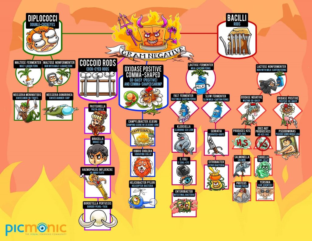 [Infographic] How To Study: Gram Negative Bacteria